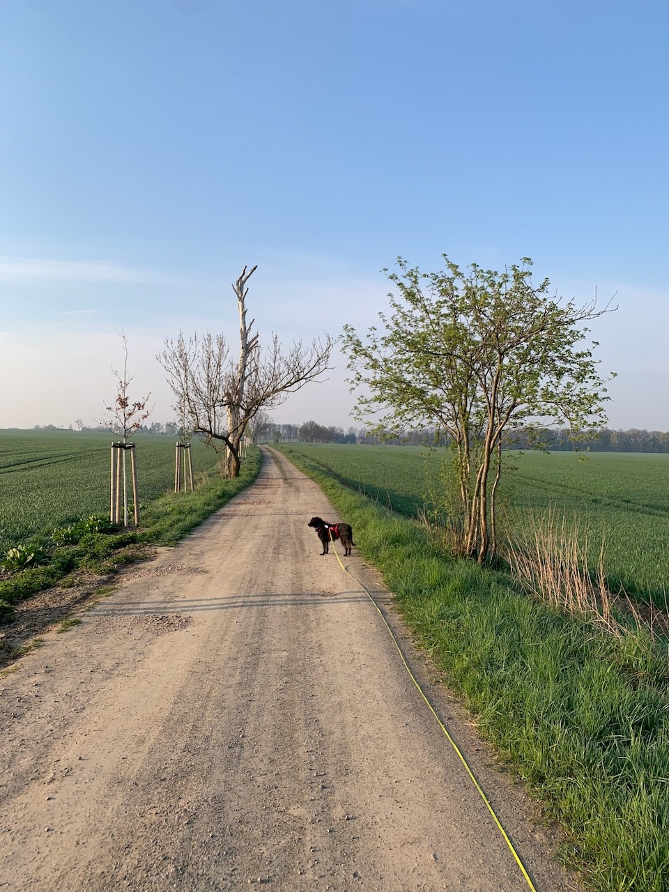 Mit dem zuverlässigen Tracker von tractive kann Testhündin Pepper auch in unbekannten Gegenden sorglos an der langen Schleppleine laufen.