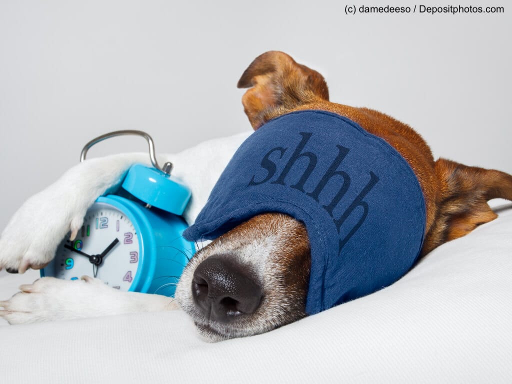 Hund schläft mit Augenmaske und Wecker