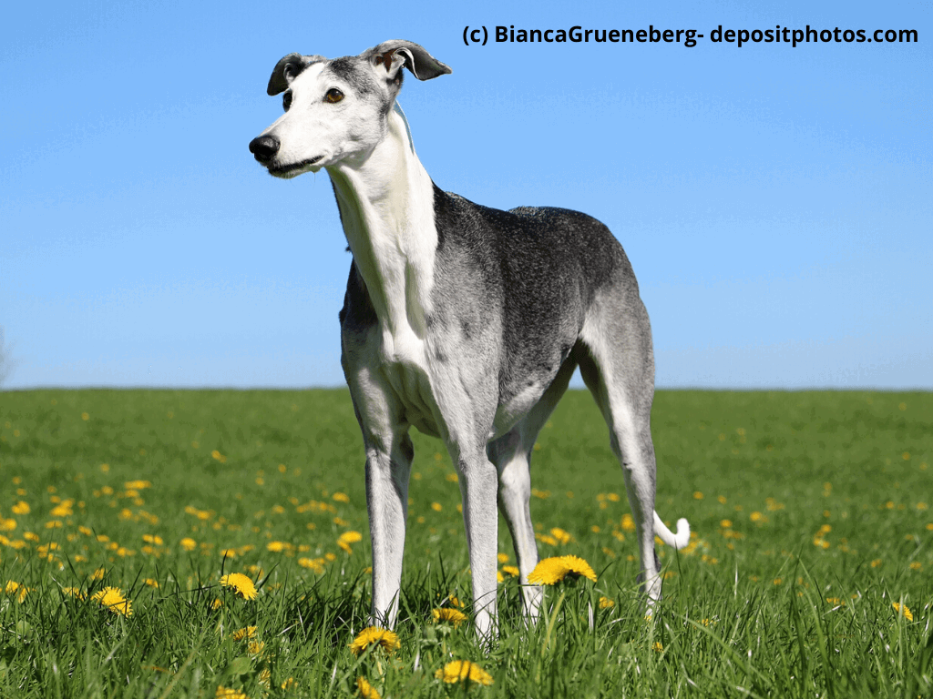 Galgo Español Steckbrief