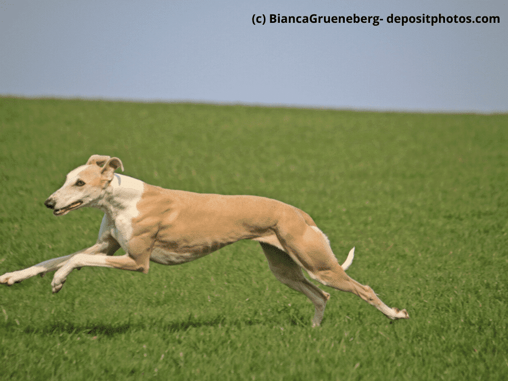 Galgo Español rennt über grüne Wiese
