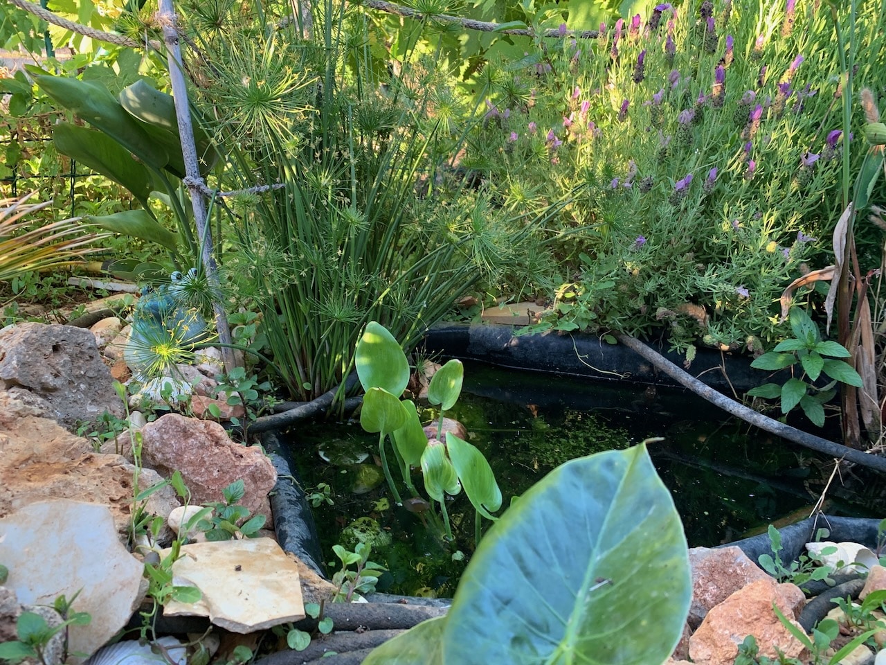 Ein kleiner Gartenteich mit Steinen und Grünpflanzen. Beschriftung lautet: Gartenteiche mit Fischen benötigen einiges an Pflege. Doch auch ohne Fische erfreut das kühle Nass das Auge und manches Insekt.