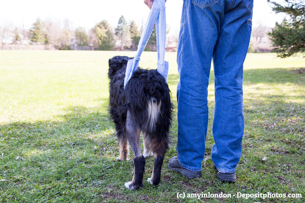 Ein Mann steht rechts neben seinem Hund in einem Park und hilft ihm beim Laufen mit einem Tragegurt
