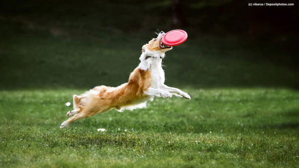 Bist du bereit für einen Hund? So findest du heraus, ob du genügend Zeit für deinen vierbeinigen Freund hast!