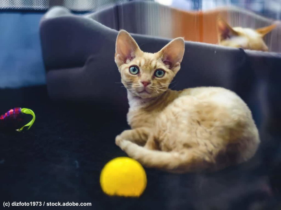 Frühkastration bei Katzen: Wann ist der richtige Zeitpunkt?