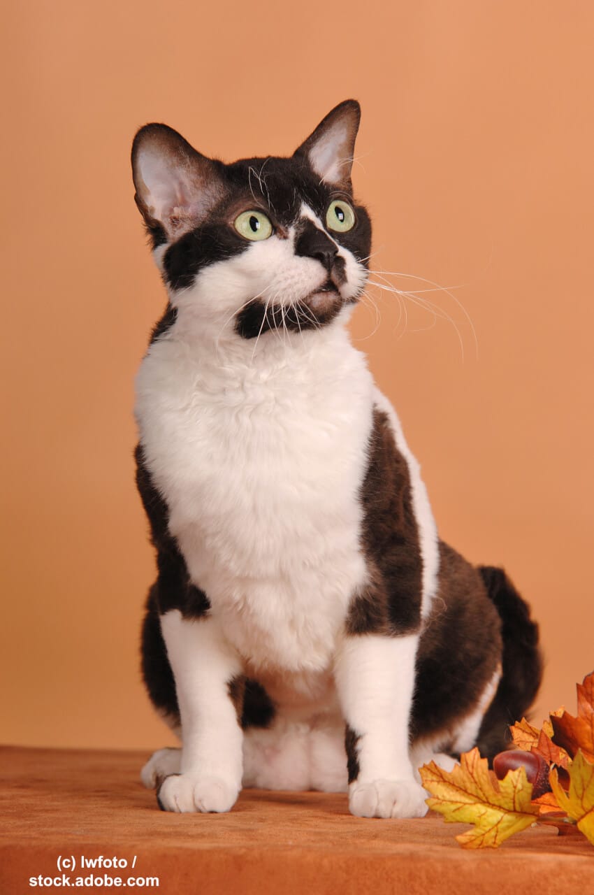 German Rex Katze Informationen