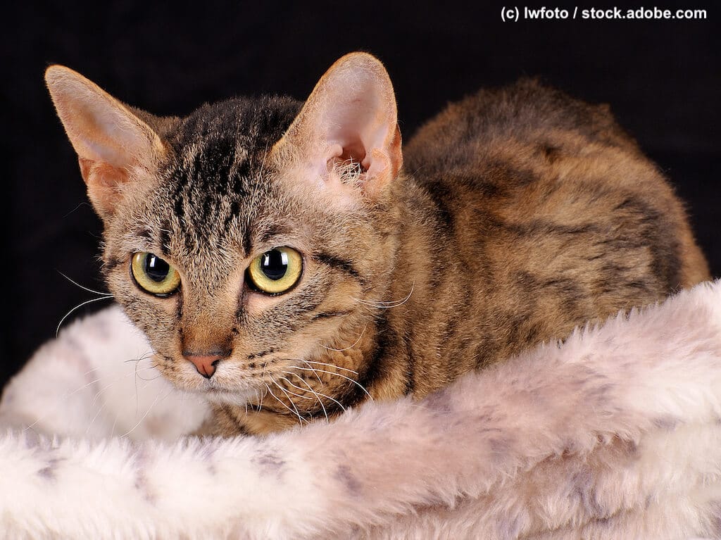 German Rex Katze liegend