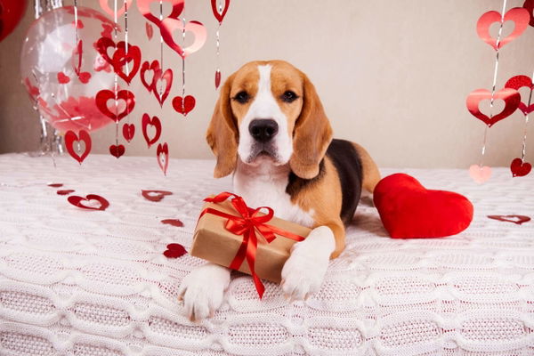 Geschenke für Hundebesitzer