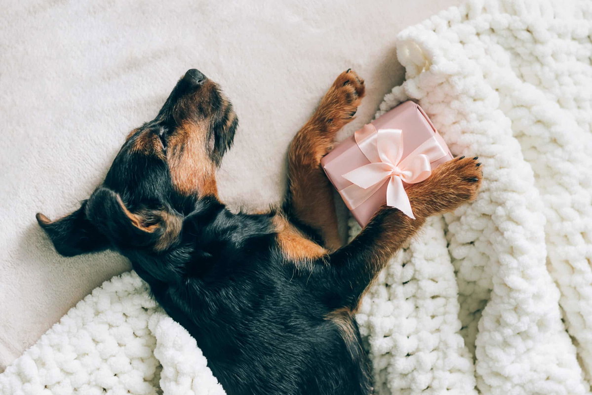 Welpe liegt auf der Seite in einem Bett mit einem Geschenk zwischen den pfoten. Beschriftung lautet: Ob zum Geburtstag, zu Weihnachten oder einfach zwischendurch - wir haben unzählige Geschenkideen für dich.