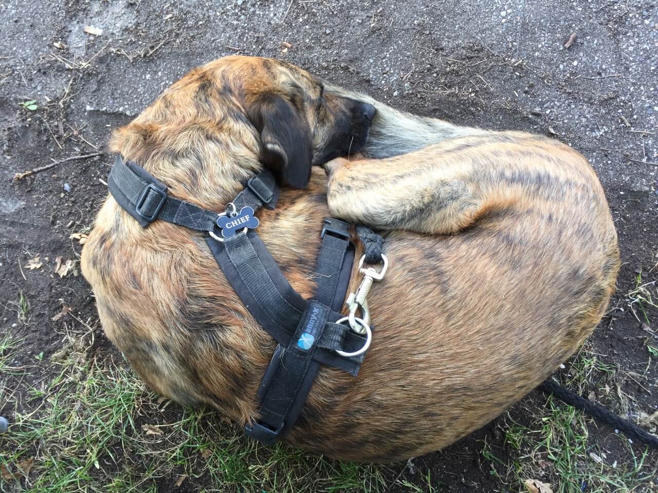 Hund mit Geschirr schläft.