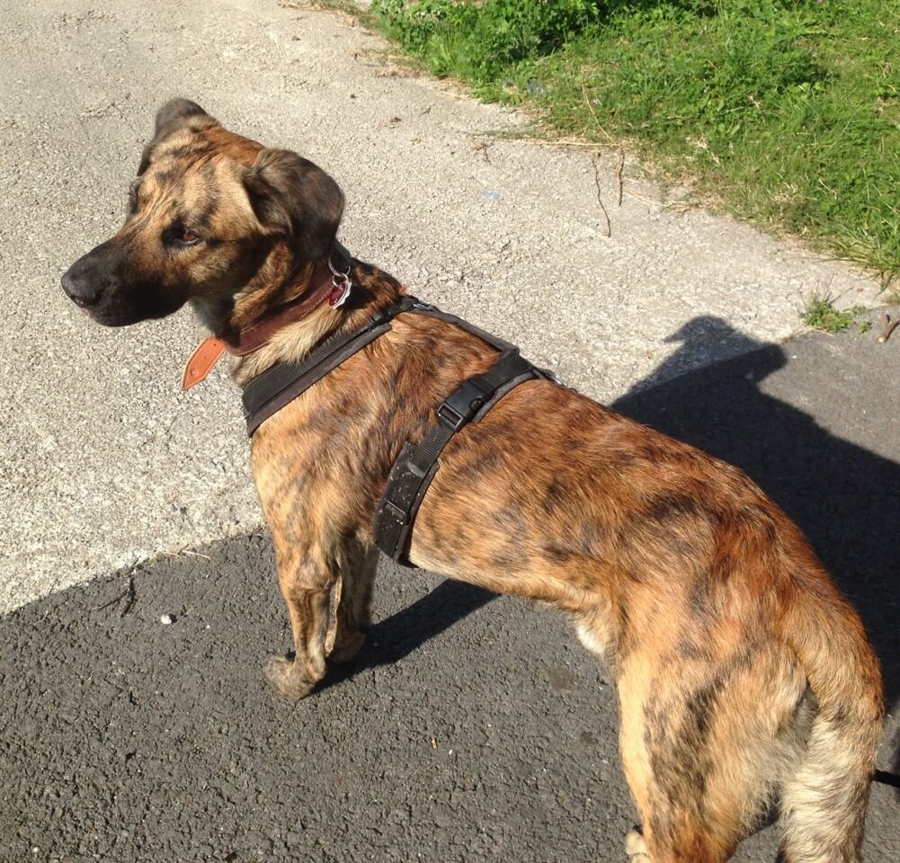 Hund mit Geschirr geht spazieren.