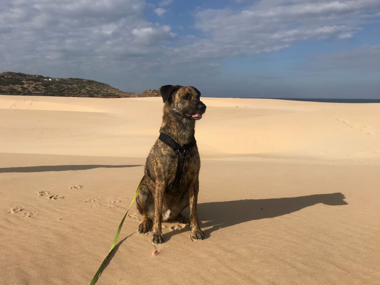Hund mit Geschirr sitzt am Meer.