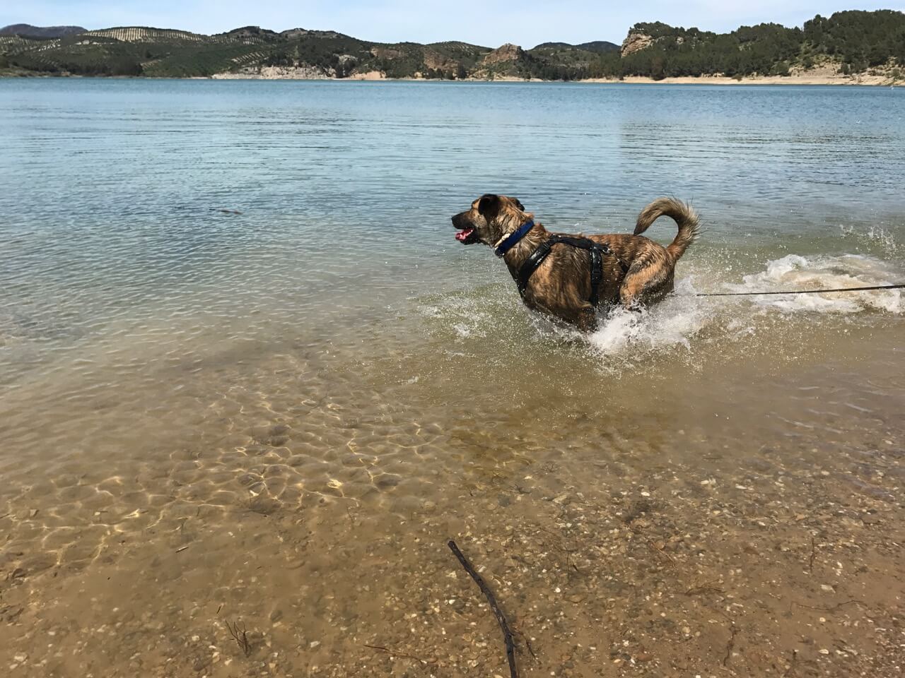 Hund planscht im Wasser.