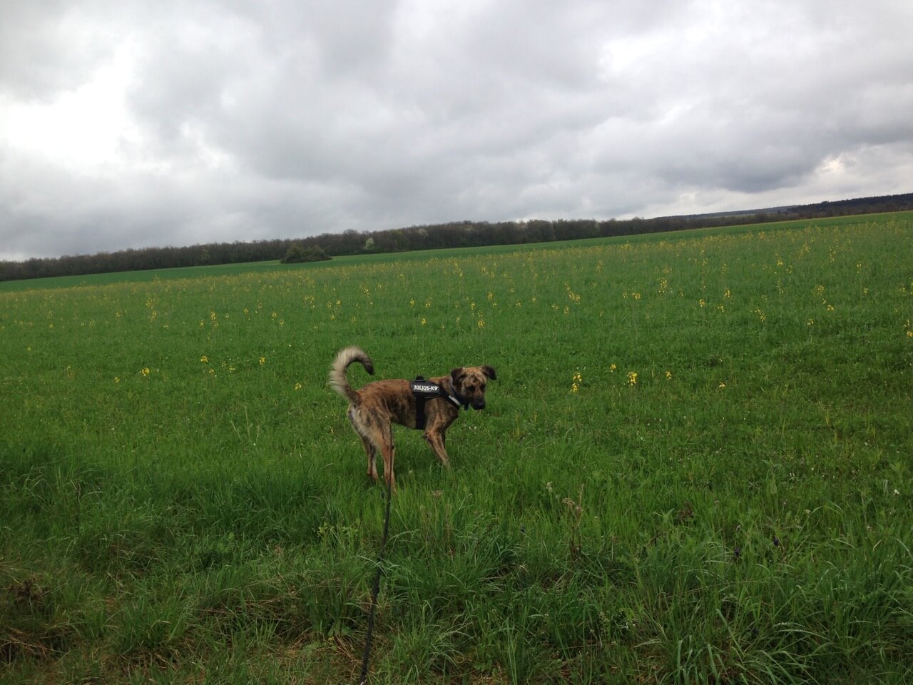 Hundegeschirr im Praxistest
