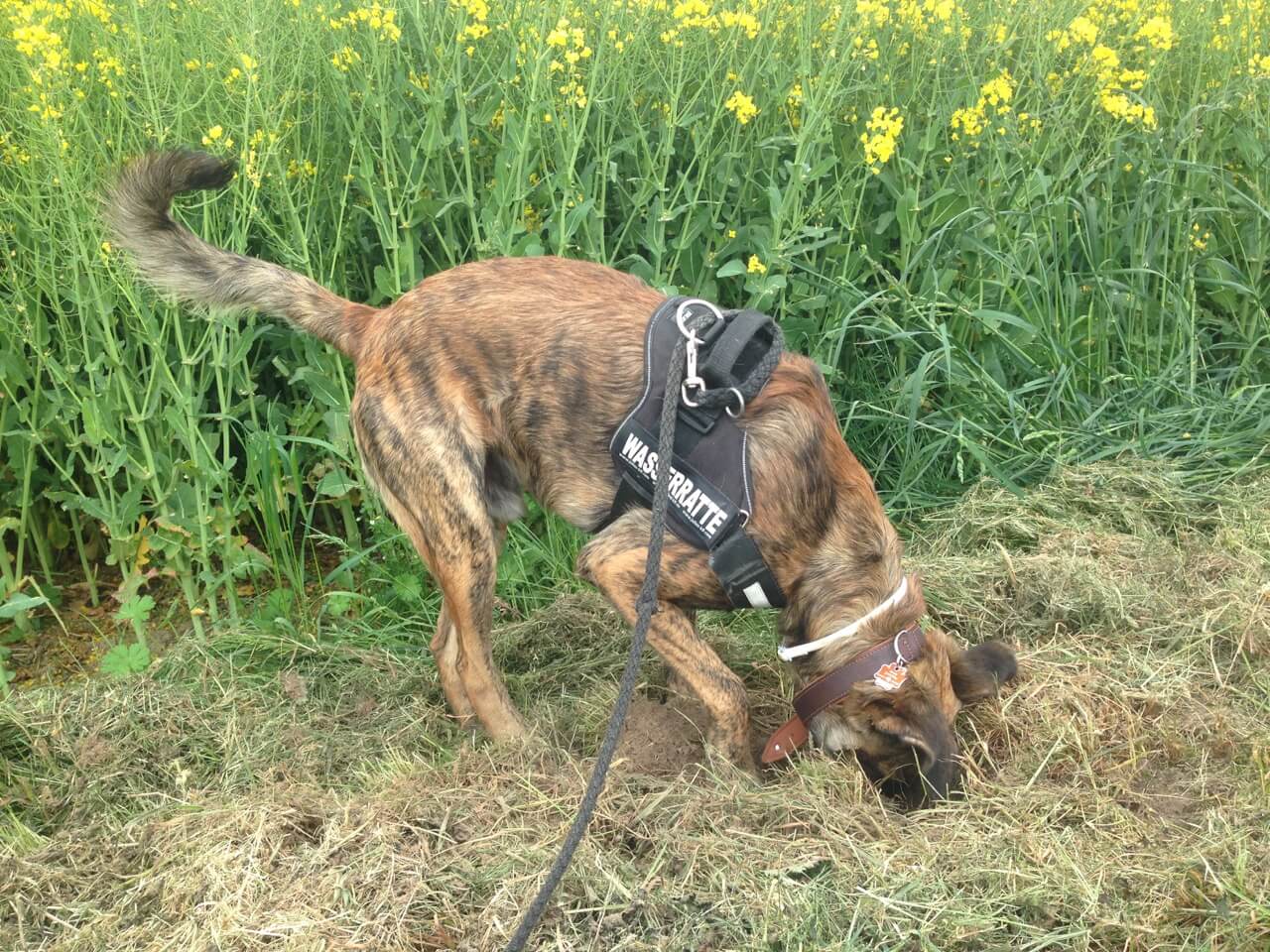 Nachteile des Julius K9 Geschirrs