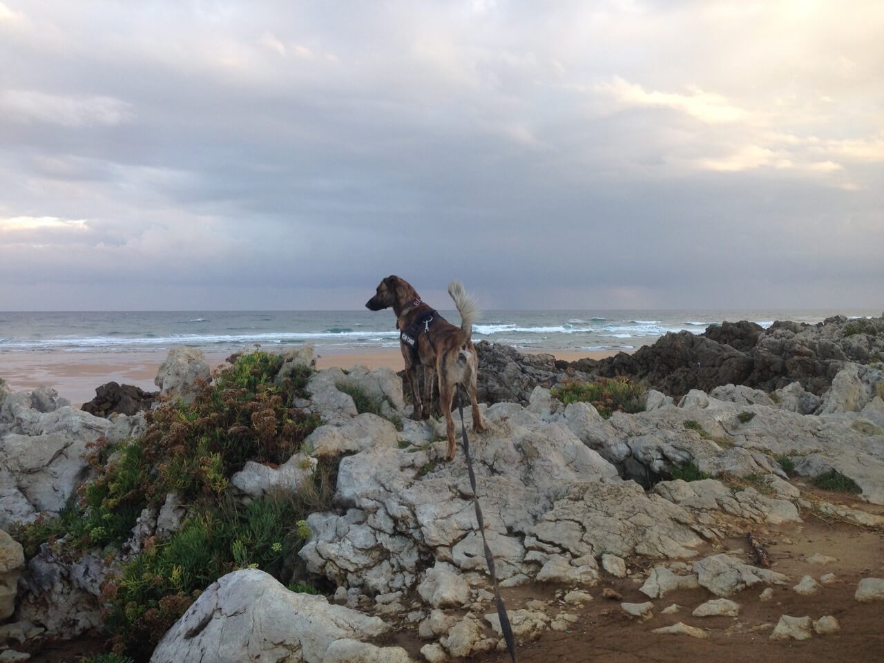 Hund mit K9 Geschirr am Strand