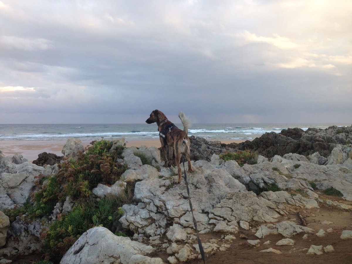 Hund mit K9 Geschirr am Strand