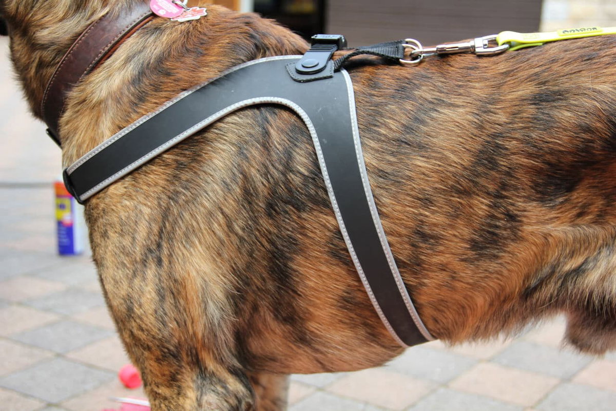 Die richtige Passform eines Hundegeschirrs