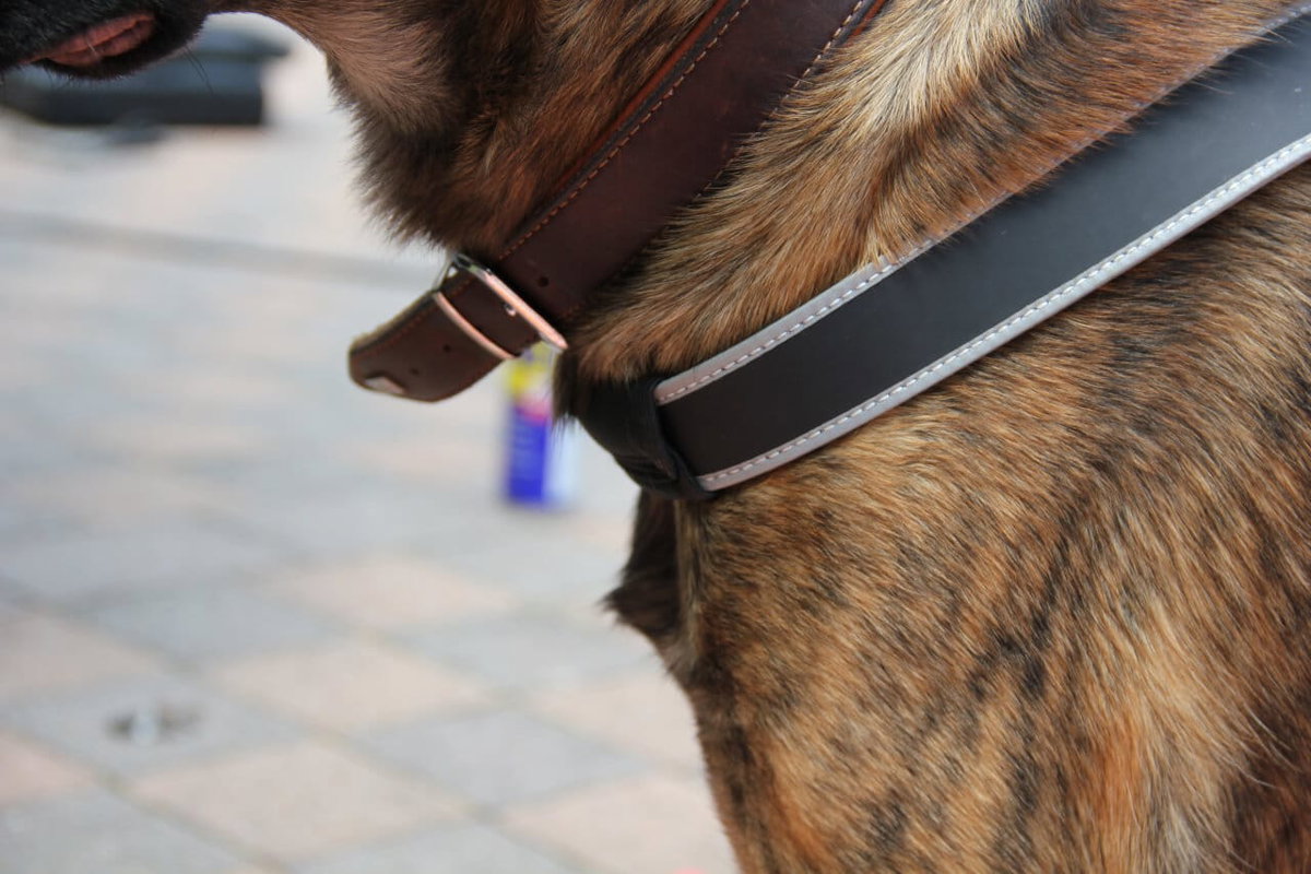 Nahaufnahme des Brustgurtes eines Tre Ponti Hundegeschirr