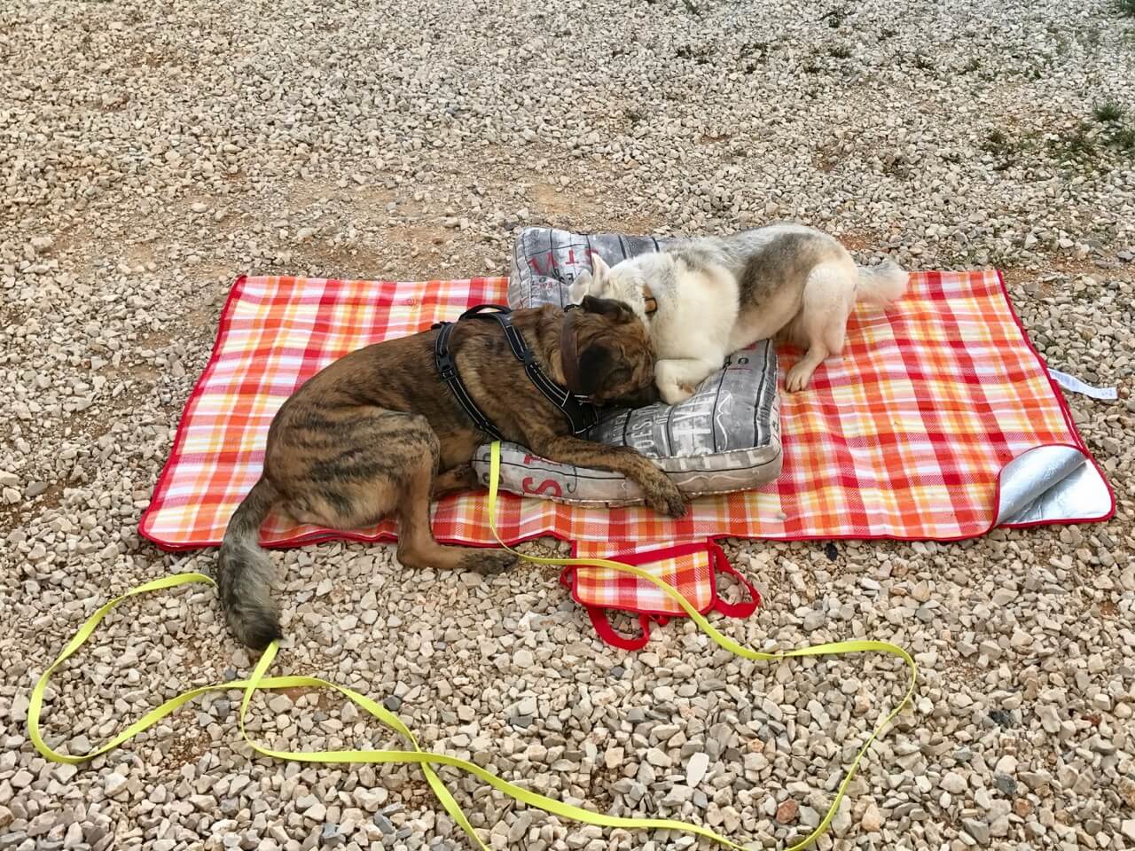 Chief samt Geschirr im Kontakt mit anderen Hunden