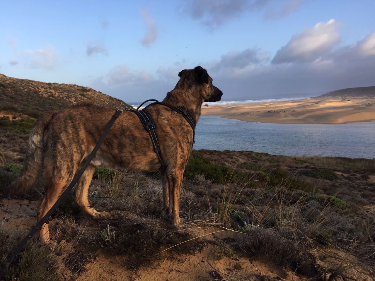 Herdenschutzhund mit Geschirr an der Küste