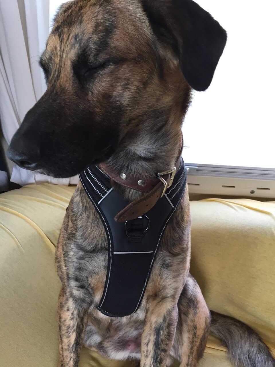 Hundegeschirr im Praxistest