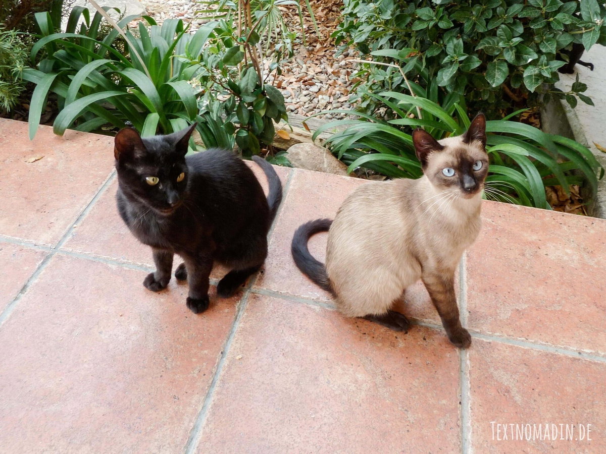 Zwei bettelnde Katzen auf Terrakotta-Fußboden