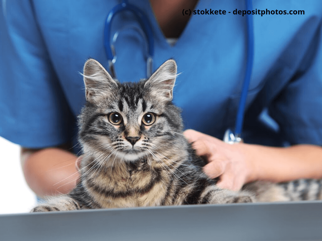 Giftige Pflanzen fr Katzen im berblick | Haustiermagazin