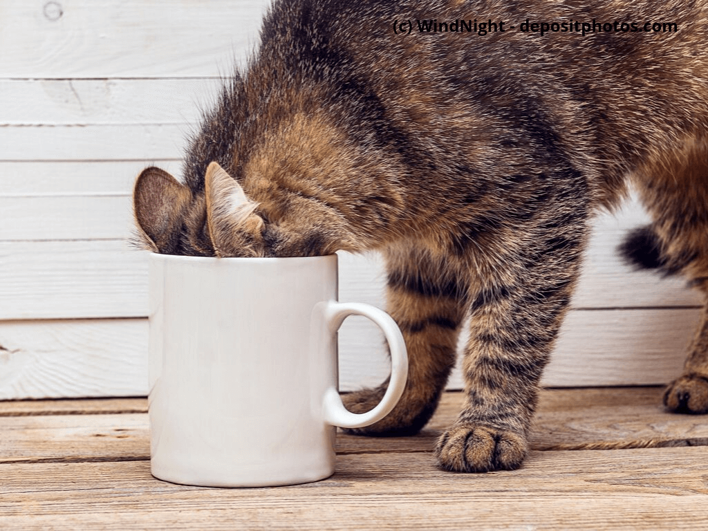 Katze mit Kopf in Kaffeetasse