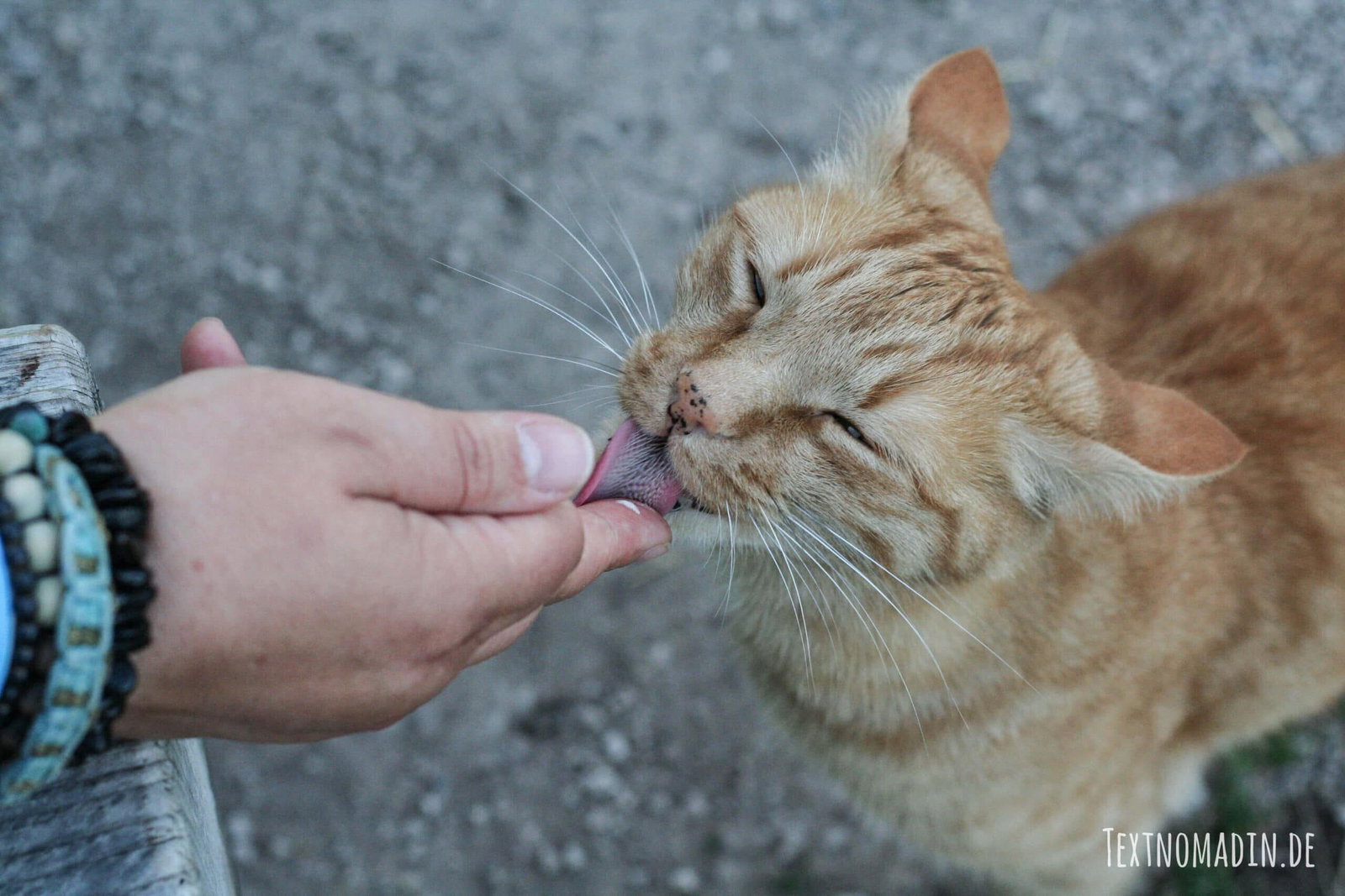 Katze schleckt Sahne von Finger