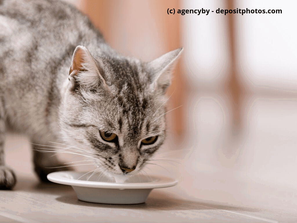 Katzen trinkt Milch