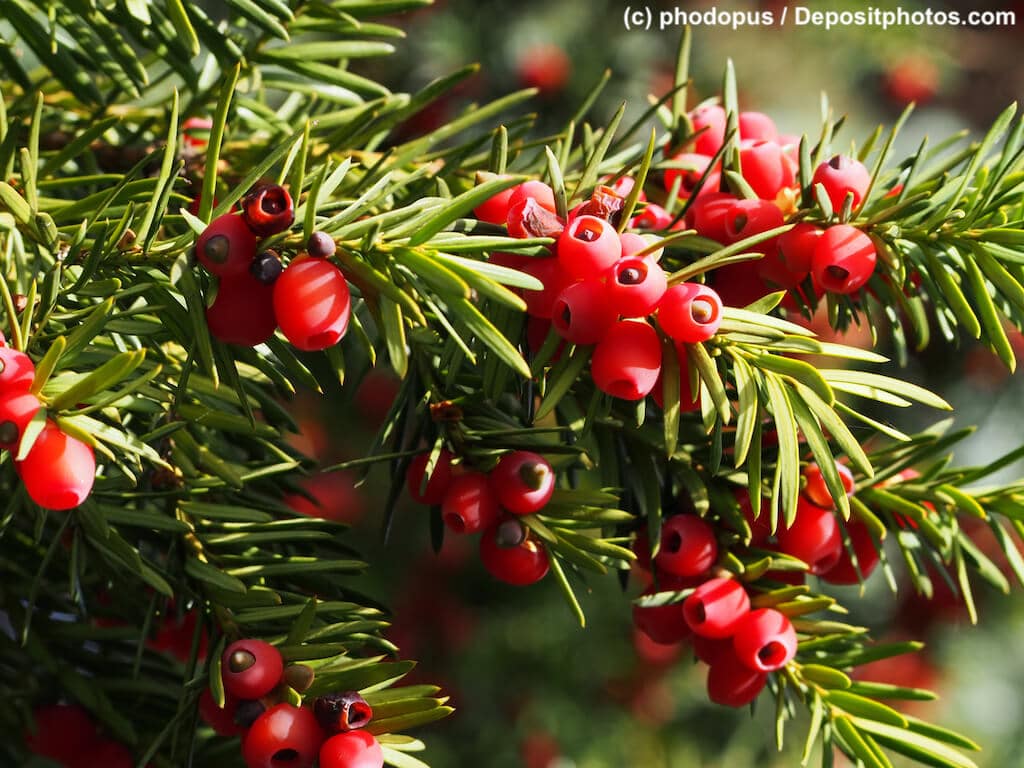 Eibe Nahaufnahme Zweig mit Blättern /Nadeln und Früchten/Beeren
