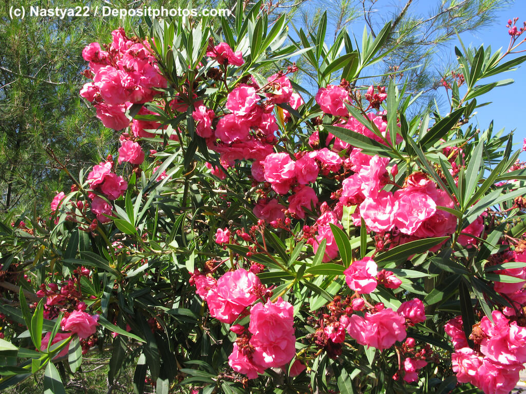 Oleander Busch mit rosafarbenen Blüten