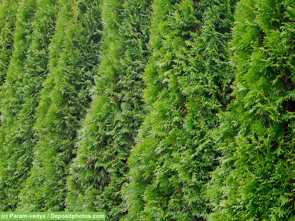 Thuja - eine beliebte Heckenpflanzen