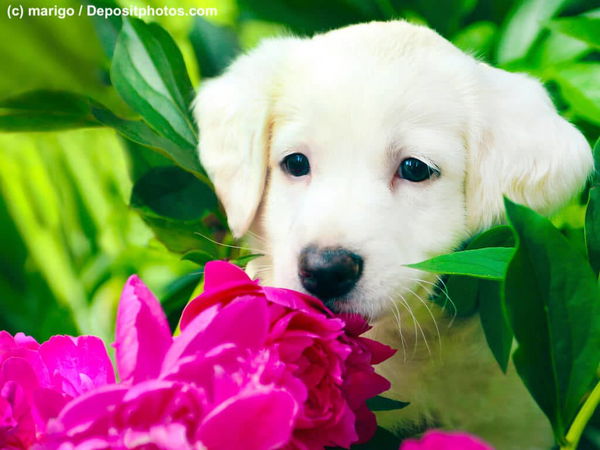 Giftige Pflanzen für Hunde