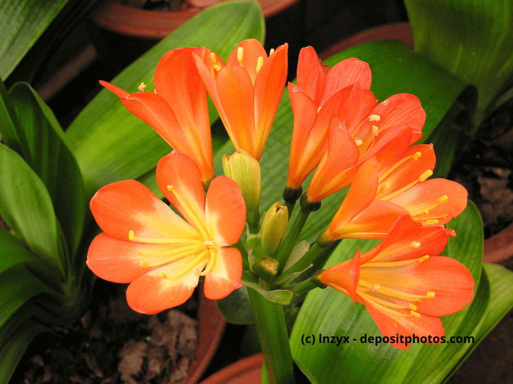 Clivia