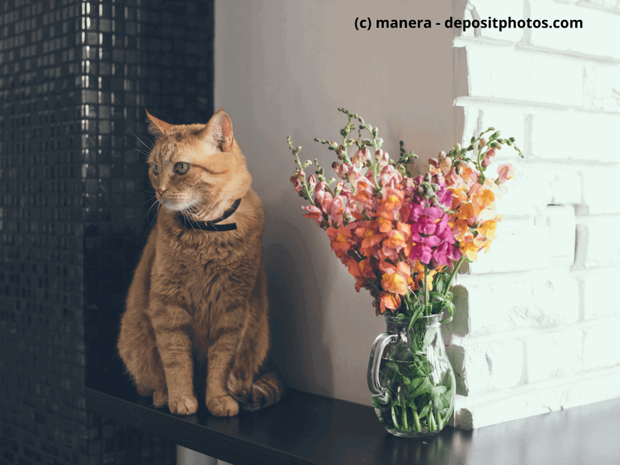 Achtung in Haus und Garten: Diese Pflanzen sind giftig für Tiere!