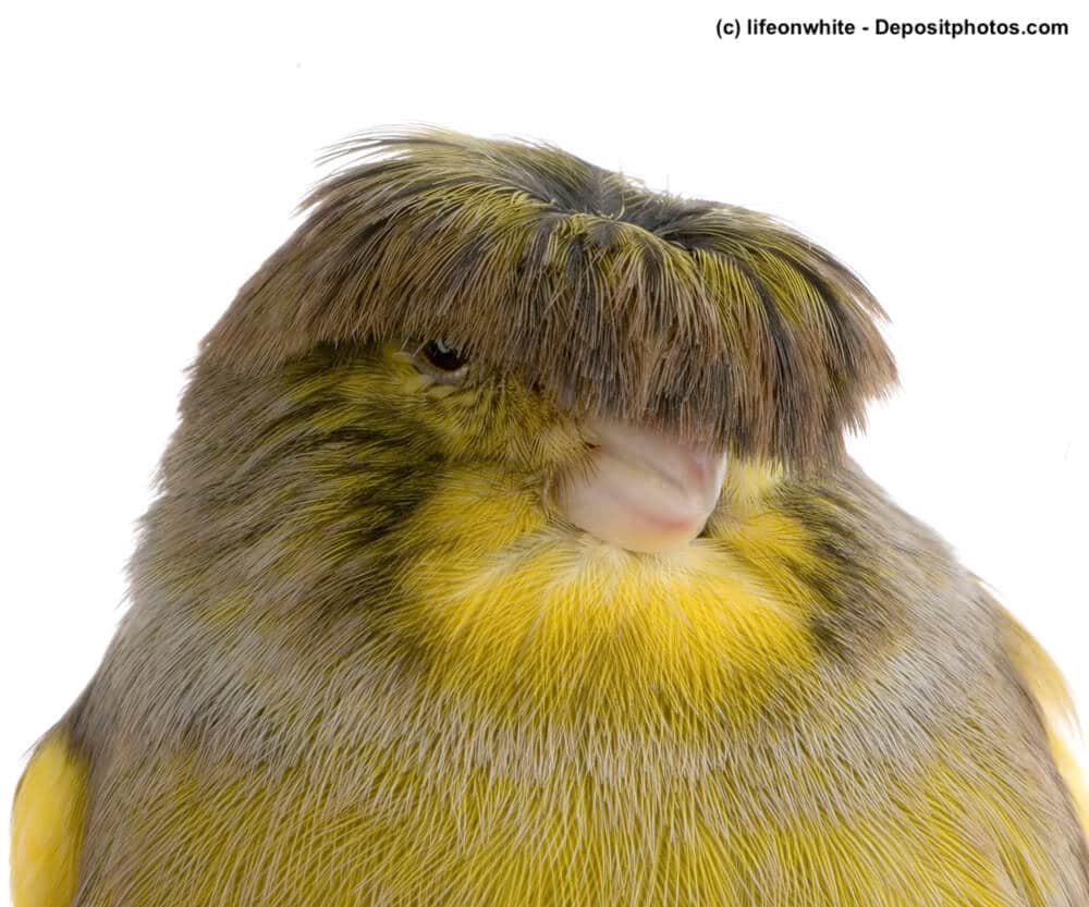 Gloster Corona Kanarienvogel mit putzigem Haarschopf vor weißem Hintergrund