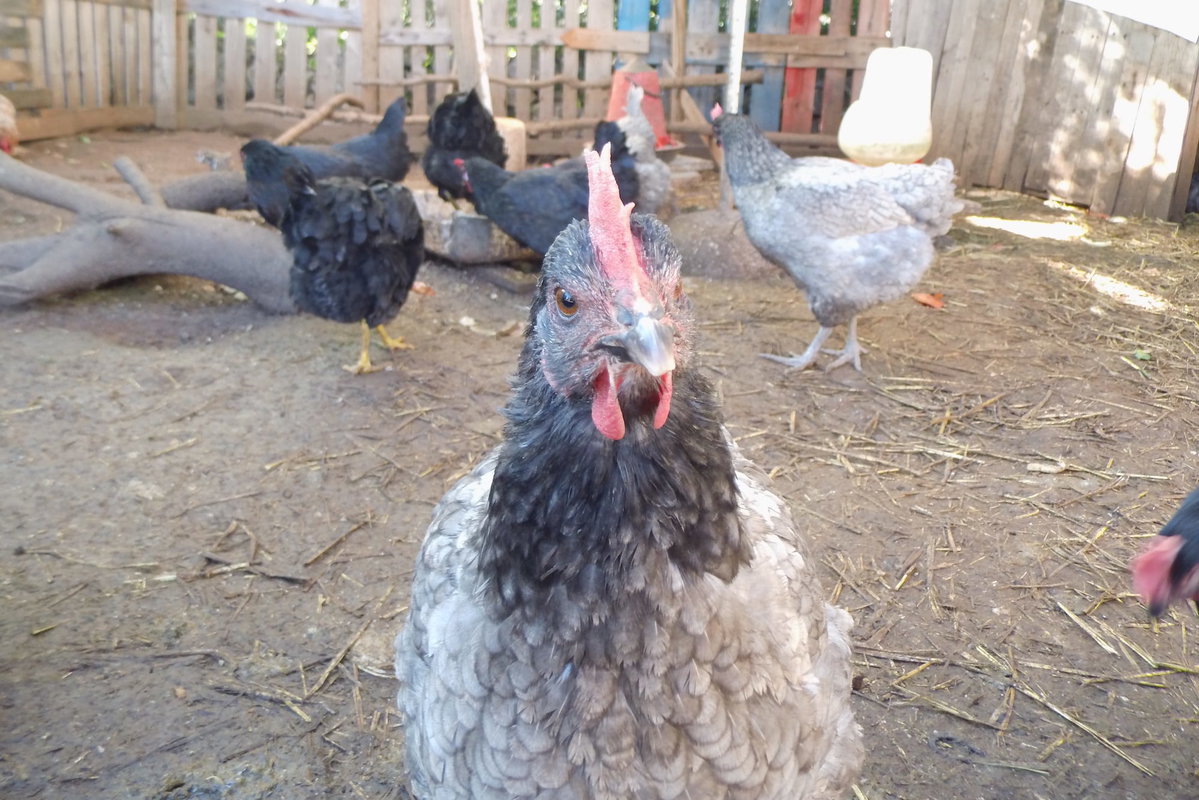 Ein Huhn schaut neugierig in die Kamera hinter ihm mehr Hühner im freilauf. Beschriftung lautet: Den Umweltschutzgedanken kannst du auch bei Hundefutter verfolgen, indem du Futter mit Bio-Huhn verfütterst.