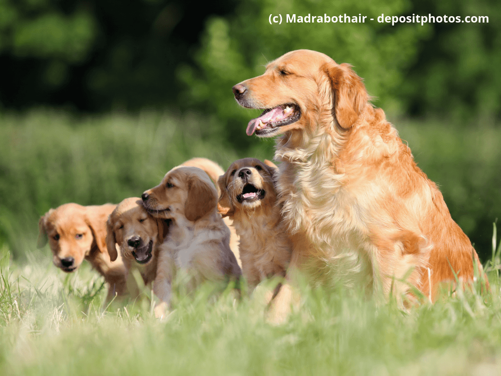 Golden Retriever Familie