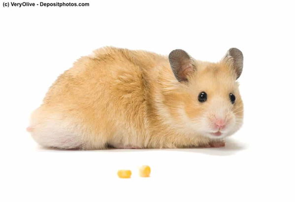 Syrischer Goldhamster
