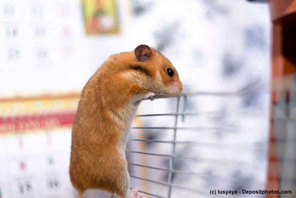 Hamster kaufen: Diese Dinge solltest du unbedingt wissen!