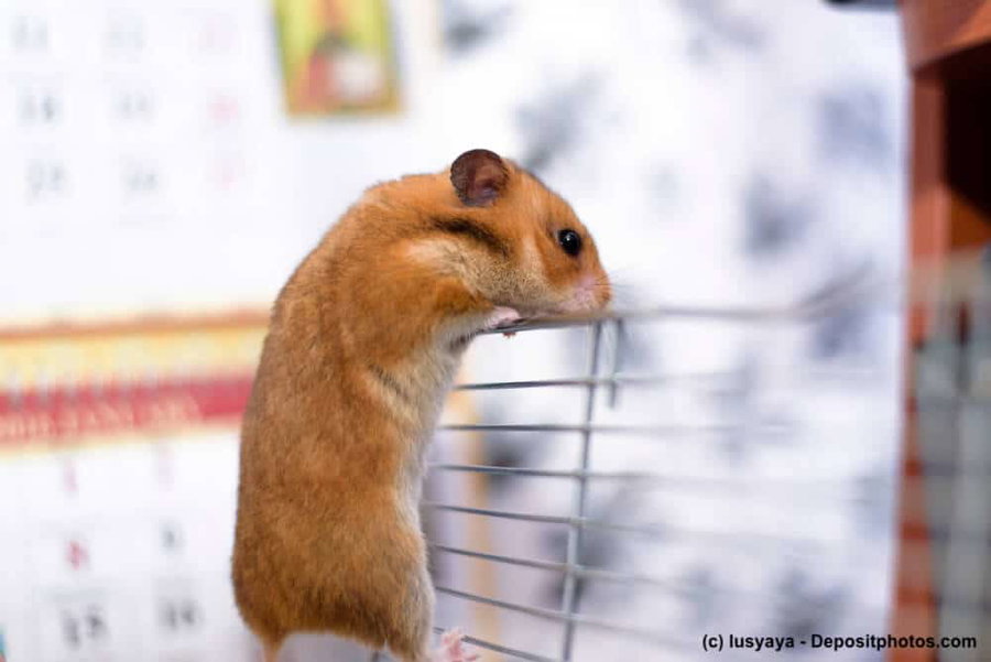 Hamster kaufen: Diese Dinge solltest du unbedingt wissen!