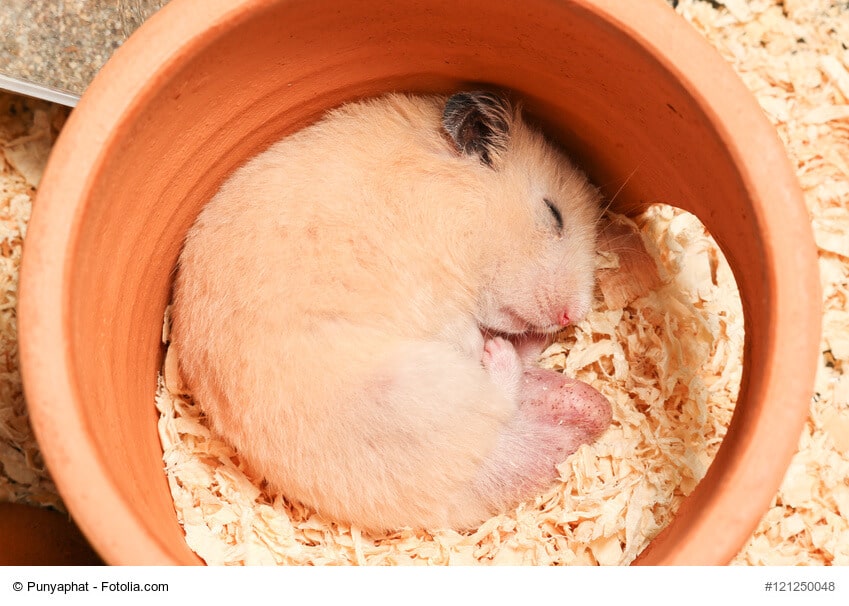 Kaufratgeber: Das beste Hamster-Zubehör
