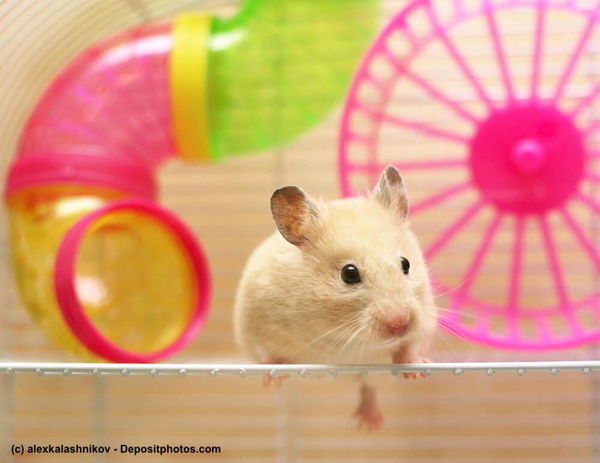 Wie alt werden Hamster: Alles, was du über die Lebenserwartung deines Hamsters wissen solltest!