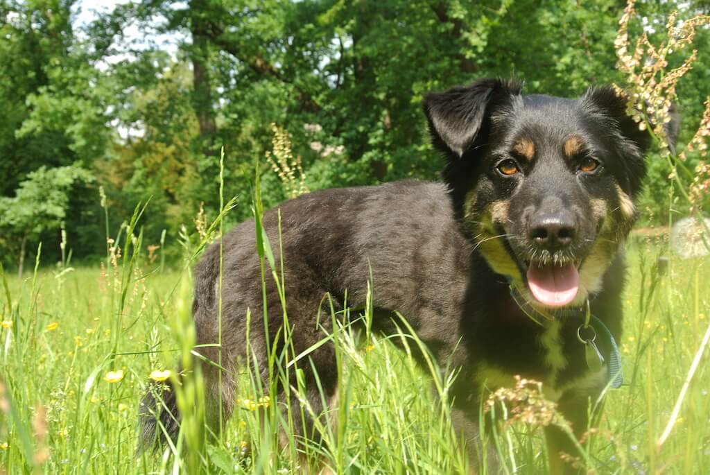 Green Petfood ist "Sirka approved"