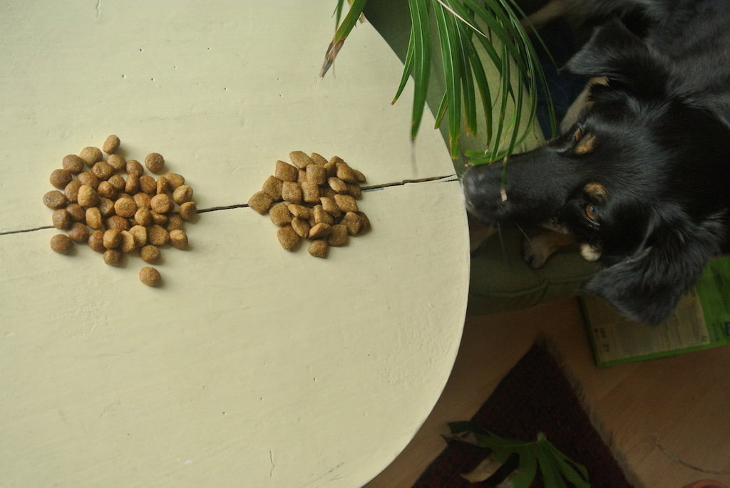 Green Petfood im Test durch Testhund Sirka