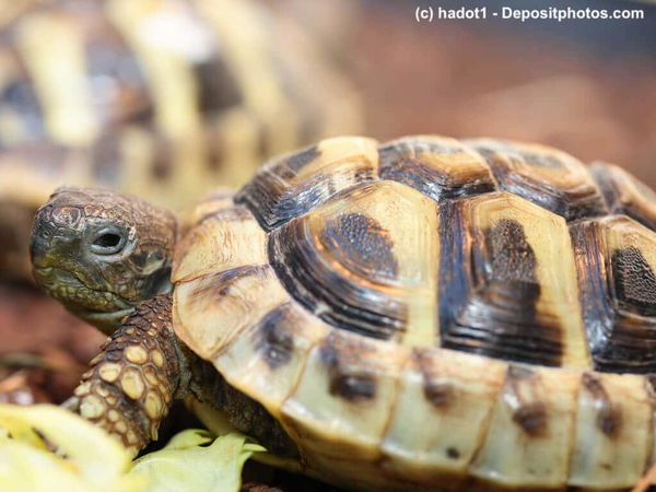 Die artgerechte Haltung von griechischen Landschildkröten