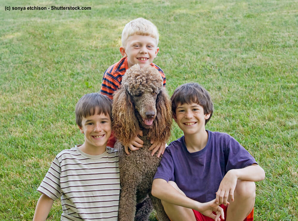 Brauner Großpudel mit Kindern