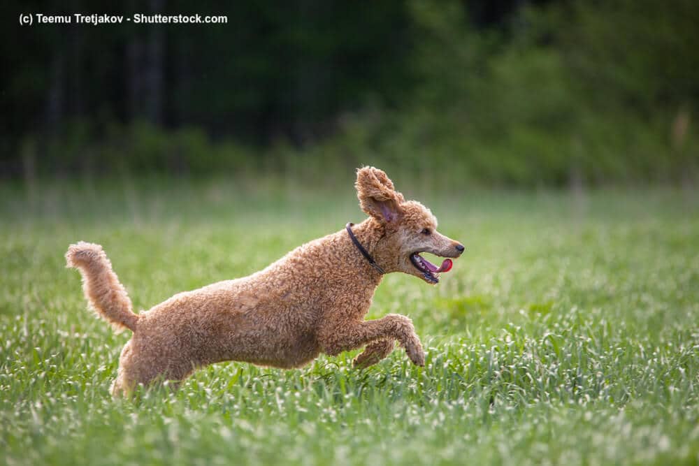 trockenfutter allergiker hund Hypoallergenes Hundefutter für Allergiker Hunde