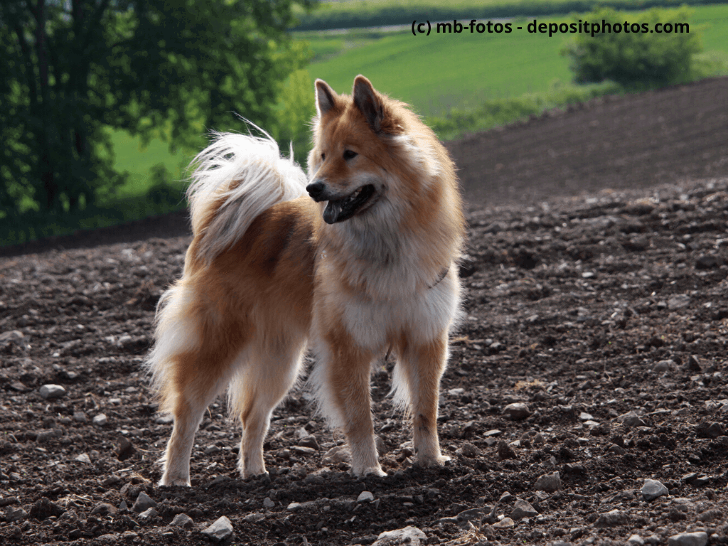 Großspitz